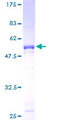 ATF2 Protein - 12.5% SDS-PAGE of human ATF2 stained with Coomassie Blue