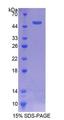 ATF3 Protein - Recombinant  Activating Transcription Factor 3 By SDS-PAGE