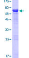 ATG4A Protein - 12.5% SDS-PAGE of human ATG4A stained with Coomassie Blue