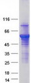 ATL3 Protein - Purified recombinant protein ATL3 was analyzed by SDS-PAGE gel and Coomassie Blue Staining
