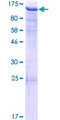 ATMIN Protein - 12.5% SDS-PAGE of human ATMIN stained with Coomassie Blue