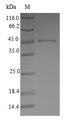 ATP5H Protein - (Tris-Glycine gel) Discontinuous SDS-PAGE (reduced) with 5% enrichment gel and 15% separation gel.