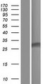 ATP5SL Protein - Western validation with an anti-DDK antibody * L: Control HEK293 lysate R: Over-expression lysate