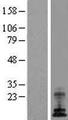 ATP6V0E1 Protein - Western validation with an anti-DDK antibody * L: Control HEK293 lysate R: Over-expression lysate
