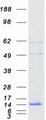 ATP6V0E1 Protein - Purified recombinant protein ATP6V0E1 was analyzed by SDS-PAGE gel and Coomassie Blue Staining
