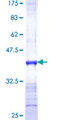 ATP6V1F Protein - 12.5% SDS-PAGE Stained with Coomassie Blue.
