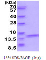 ATP6V1F Protein