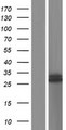 ATPAF1 Protein - Western validation with an anti-DDK antibody * L: Control HEK293 lysate R: Over-expression lysate