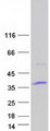 ATPAF1 Protein - Purified recombinant protein ATPAF1 was analyzed by SDS-PAGE gel and Coomassie Blue Staining
