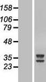 ATPAF2 Protein - Western validation with an anti-DDK antibody * L: Control HEK293 lysate R: Over-expression lysate