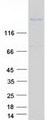ATRNL1 Protein - Purified recombinant protein ATRNL1 was analyzed by SDS-PAGE gel and Coomassie Blue Staining