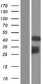 AVEN / PDCD12 Protein - Western validation with an anti-DDK antibody * L: Control HEK293 lysate R: Over-expression lysate