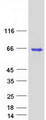 AVEN / PDCD12 Protein - Purified recombinant protein AVEN was analyzed by SDS-PAGE gel and Coomassie Blue Staining