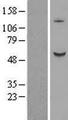 B3GALNT2 Protein - Western validation with an anti-DDK antibody * L: Control HEK293 lysate R: Over-expression lysate