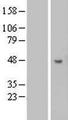 B3GNT5 Protein - Western validation with an anti-DDK antibody * L: Control HEK293 lysate R: Over-expression lysate