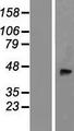 B4GALT2 Protein - Western validation with an anti-DDK antibody * L: Control HEK293 lysate R: Over-expression lysate