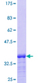 BAALC Protein - 12.5% SDS-PAGE Stained with Coomassie Blue.
