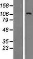 BAIAP3 Protein - Western validation with an anti-DDK antibody * L: Control HEK293 lysate R: Over-expression lysate