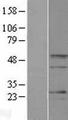 BARHL2 Protein - Western validation with an anti-DDK antibody * L: Control HEK293 lysate R: Over-expression lysate