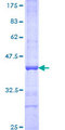 BAZ1A / ACF1 Protein - 12.5% SDS-PAGE Stained with Coomassie Blue.