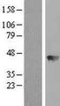 BBOX1 / BBOX Protein - Western validation with an anti-DDK antibody * L: Control HEK293 lysate R: Over-expression lysate