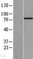 BBS2 / BBS Protein - Western validation with an anti-DDK antibody * L: Control HEK293 lysate R: Over-expression lysate