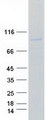 BCAR3 Protein - Purified recombinant protein BCAR3 was analyzed by SDS-PAGE gel and Coomassie Blue Staining