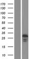 BCAS4 Protein - Western validation with an anti-DDK antibody * L: Control HEK293 lysate R: Over-expression lysate