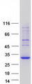 BCAS4 Protein - Purified recombinant protein BCAS4 was analyzed by SDS-PAGE gel and Coomassie Blue Staining