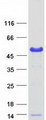 BCCIP Protein - Purified recombinant protein BCCIP was analyzed by SDS-PAGE gel and Coomassie Blue Staining