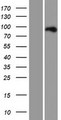 BCL11A Protein - Western validation with an anti-DDK antibody * L: Control HEK293 lysate R: Over-expression lysate