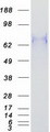 BCL6 Protein - Purified recombinant protein BCL6 was analyzed by SDS-PAGE gel and Coomassie Blue Staining