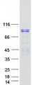 BEGAIN Protein - Purified recombinant protein BEGAIN was analyzed by SDS-PAGE gel and Coomassie Blue Staining