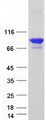 BEGAIN Protein - Purified recombinant protein BEGAIN was analyzed by SDS-PAGE gel and Coomassie Blue Staining