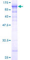 BFSP1 / Filensin Protein - 12.5% SDS-PAGE of human BFSP1 stained with Coomassie Blue