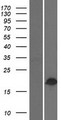 BHLHB40 / HES2 Protein - Western validation with an anti-DDK antibody * L: Control HEK293 lysate R: Over-expression lysate