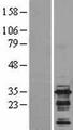 BIN3 Protein - Western validation with an anti-DDK antibody * L: Control HEK293 lysate R: Over-expression lysate