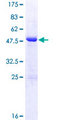 BIN3 Protein - 12.5% SDS-PAGE of human BIN3 stained with Coomassie Blue
