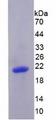BLIMP1 / PRDM1 Protein - Recombinant PR Domain Containing Protein 1 By SDS-PAGE