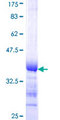 BLZF1 Protein - 12.5% SDS-PAGE Stained with Coomassie Blue.