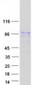 BMP3 Protein - Purified recombinant protein BMP3 was analyzed by SDS-PAGE gel and Coomassie Blue Staining