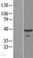 BNIPL Protein - Western validation with an anti-DDK antibody * L: Control HEK293 lysate R: Over-expression lysate