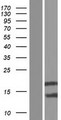 BOLA2B Protein - Western validation with an anti-DDK antibody * L: Control HEK293 lysate R: Over-expression lysate