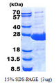 BPIFA1 / SPLUNC1 Protein