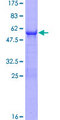 BPNT1 Protein - 12.5% SDS-PAGE of human BPNT1 stained with Coomassie Blue