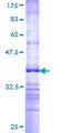 BPNT1 Protein - 12.5% SDS-PAGE Stained with Coomassie Blue.