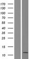 BRI3 Protein - Western validation with an anti-DDK antibody * L: Control HEK293 lysate R: Over-expression lysate