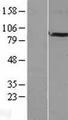 BRINP2 / FAM5B Protein - Western validation with an anti-DDK antibody * L: Control HEK293 lysate R: Over-expression lysate