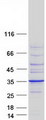 BRMS1 Protein - Purified recombinant protein BRMS1 was analyzed by SDS-PAGE gel and Coomassie Blue Staining