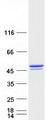 BROX Protein - Purified recombinant protein BROX was analyzed by SDS-PAGE gel and Coomassie Blue Staining